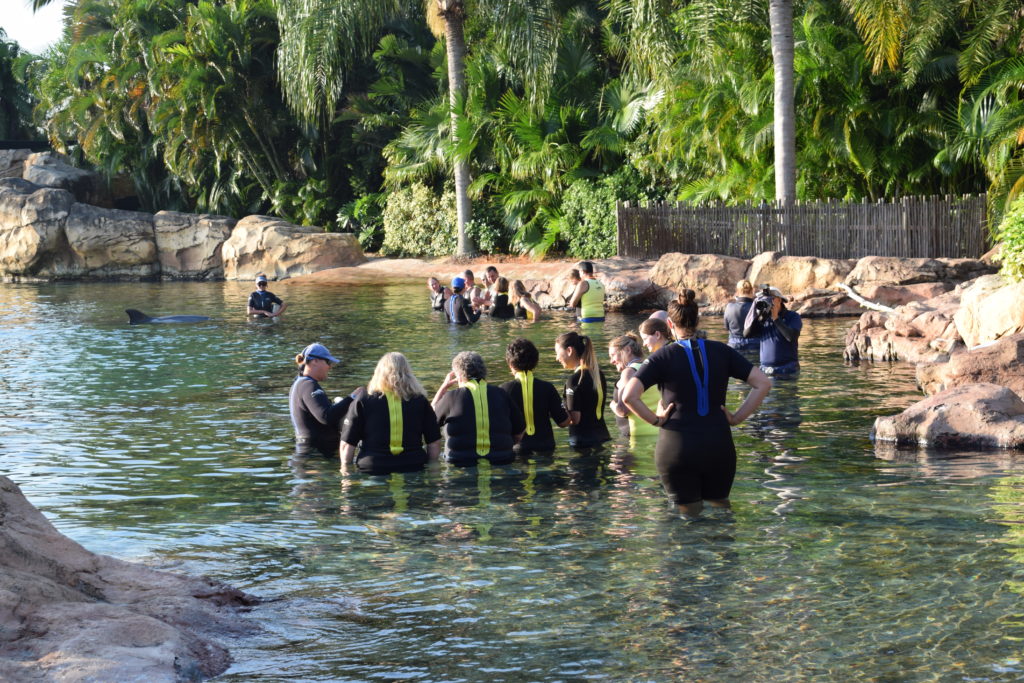Our group swimming with dolphins at Discovery Cove