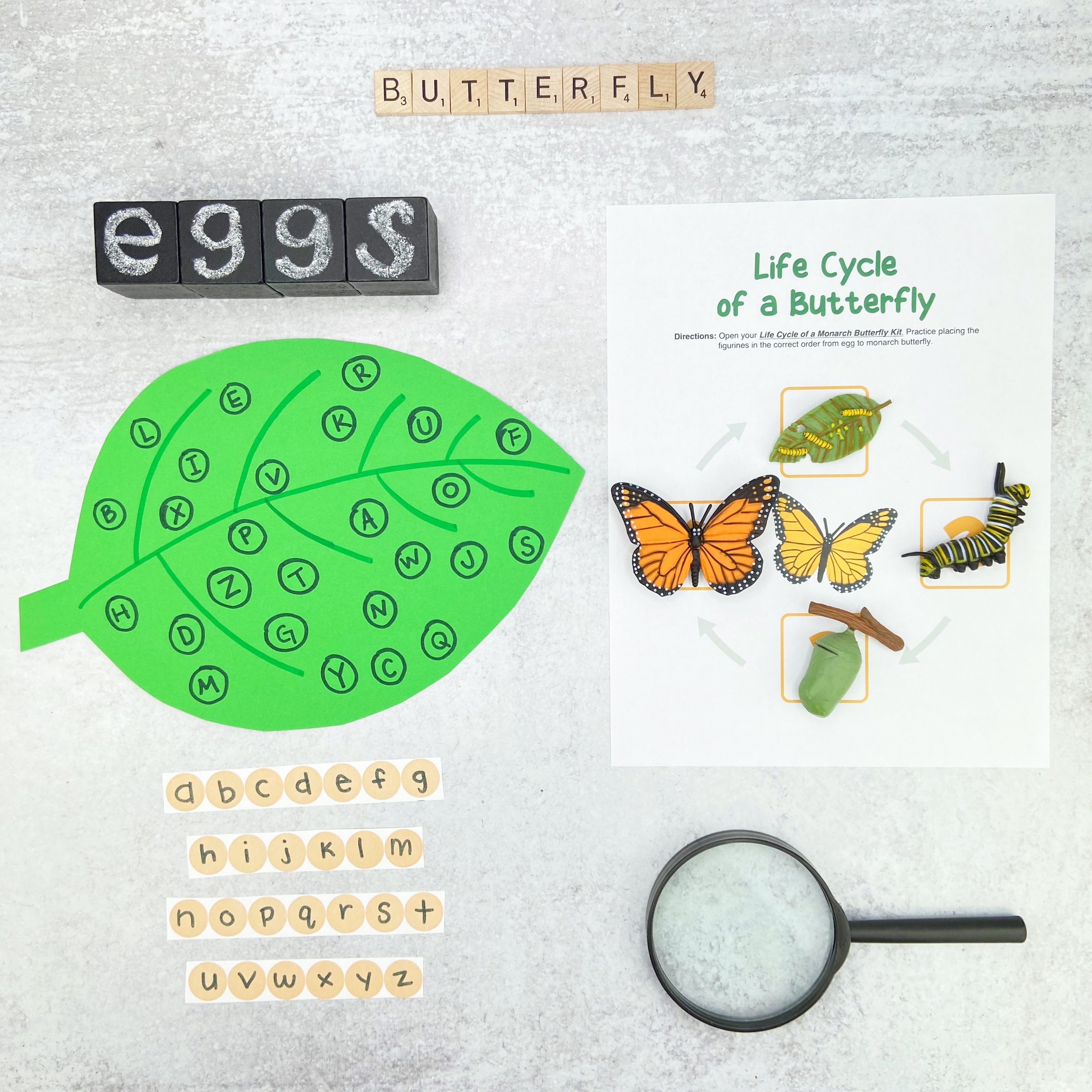 Life Cycle of a Butterfly Activity