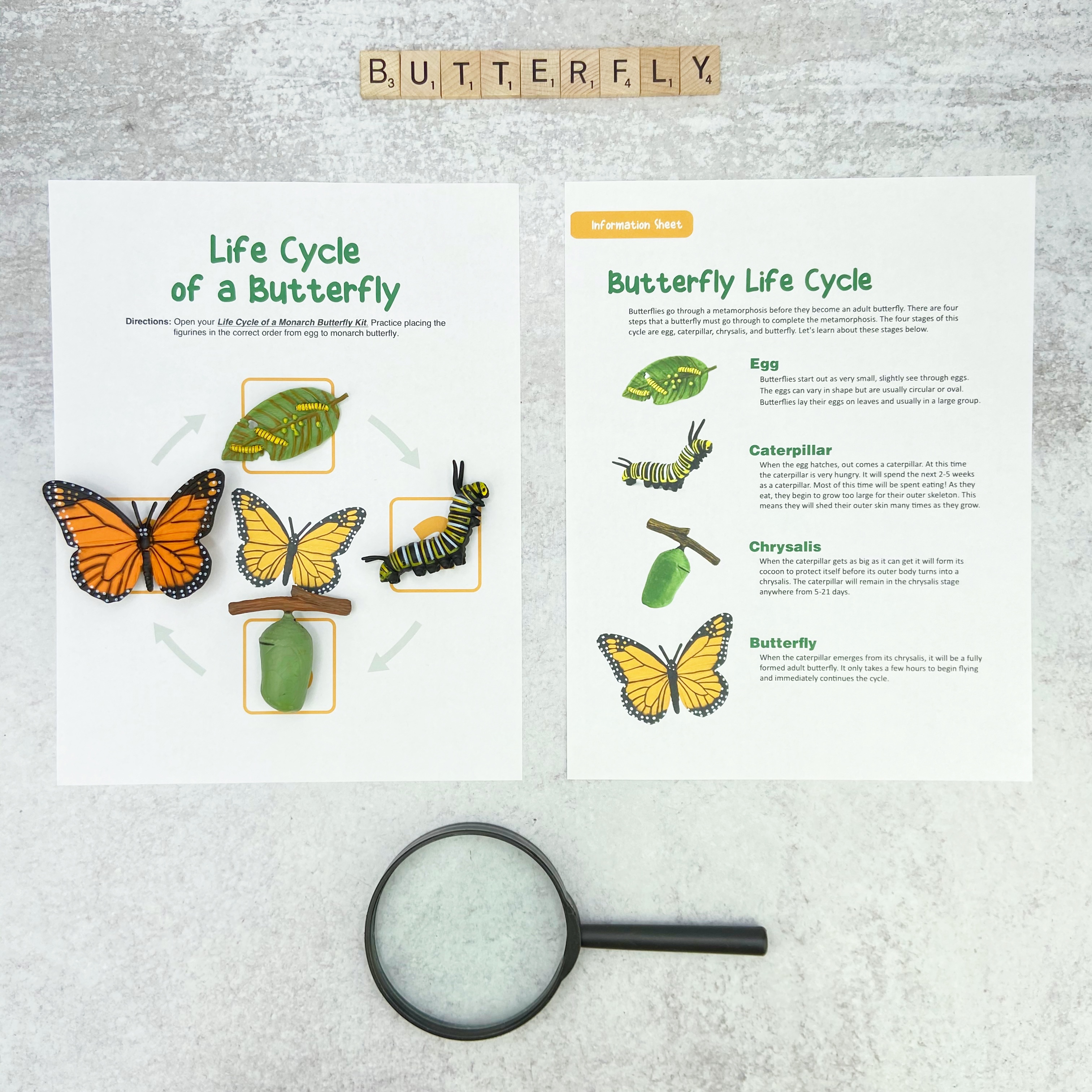 life cycle of a butterfly egg